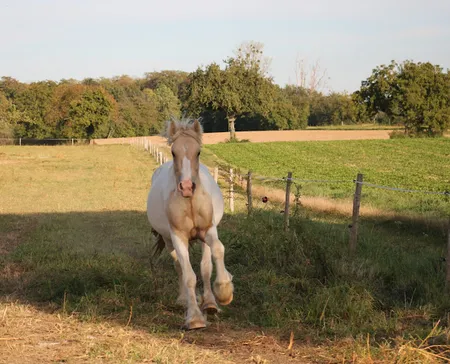 Paradis du Cheval - Photo 6