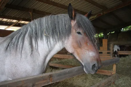 Paradis du Cheval - Photo 7