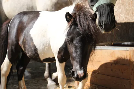 Paradis du Cheval - Photo 12